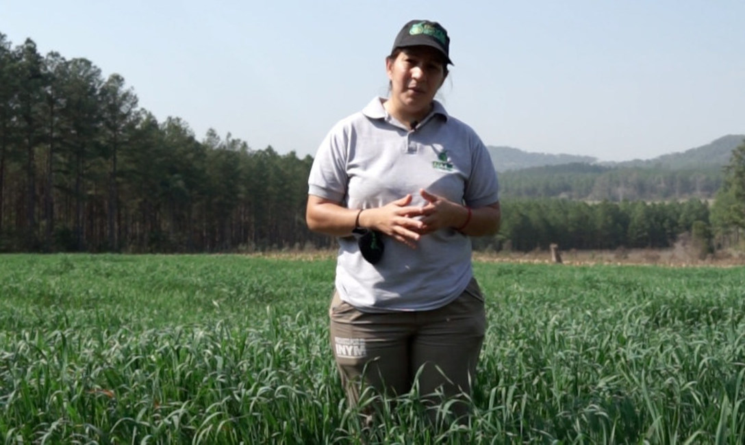La ingeniera Silvina Machuca y un buen ejemplo de cubierta verde con avena.