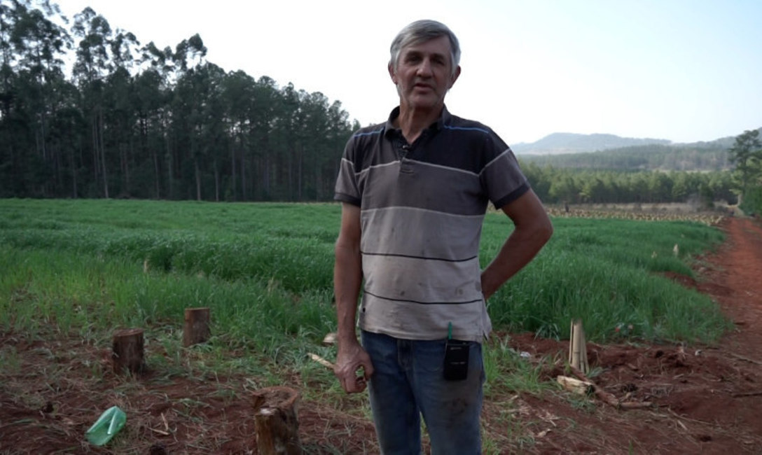Armando Woltmann en su nueva hect&aacute;rea de yerba mate