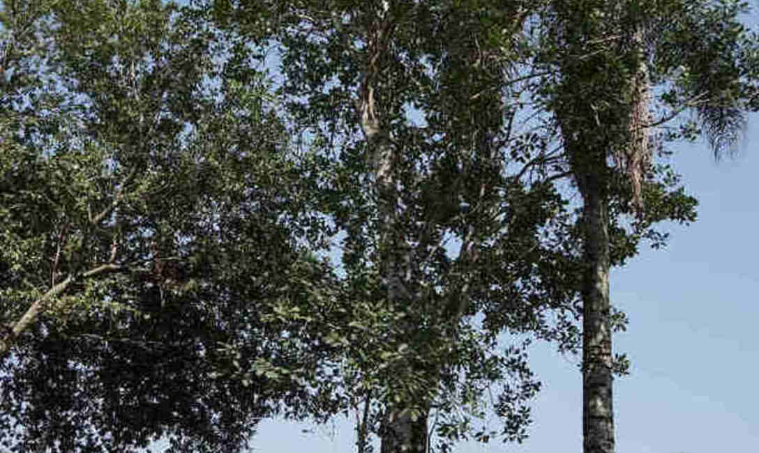 Como en la selva. En la chacra de G&ouml;tz permanece en pie este gran &aacute;rbol de yerba mate.
