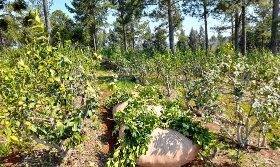 Imagen de Con la cosecha de rama madura, productor y t&eacute;cnico evadieron da&ntilde;os de la helada y aumentaron rindes en el yerbal