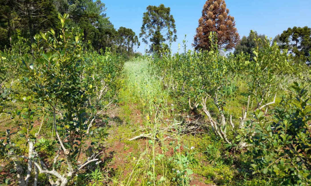 Imagen de Con la cosecha de rama madura, productor y t&eacute;cnico evadieron da&ntilde;os de la helada y aumentaron rindes en el yerbal