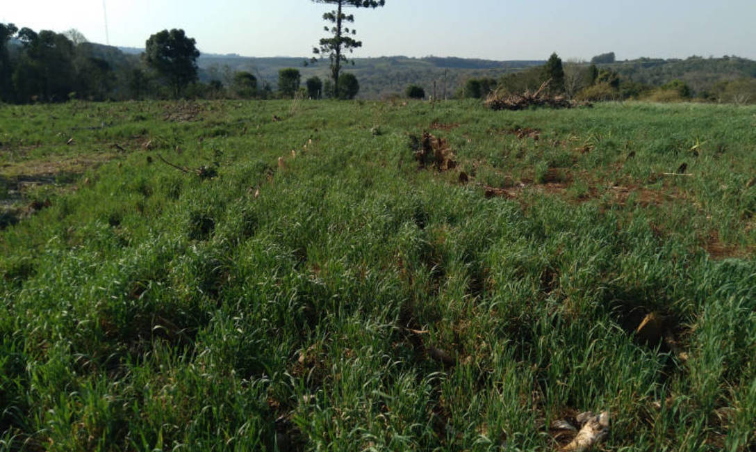 Las cubiertas verdes para retener agua y nutrientes del suelo