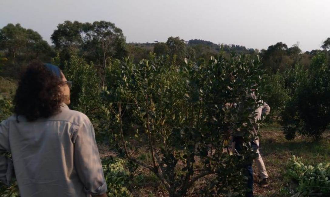 Rodrigo estima un mayor rinde en su yerbal.