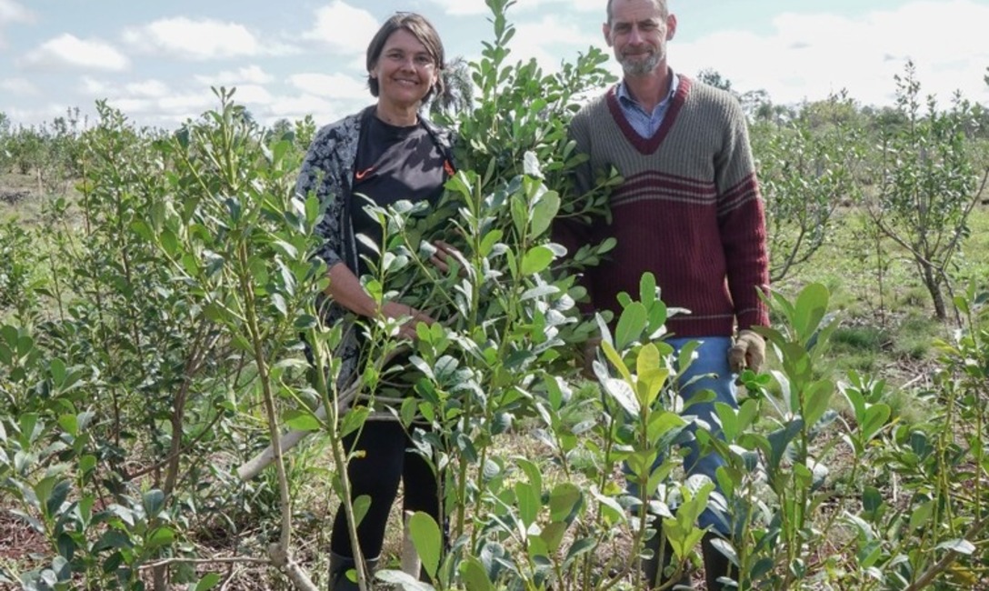 Imagen de En Concepci&oacute;n, peque&ntilde;os productores apuestan a la yerba asociada a la naturaleza