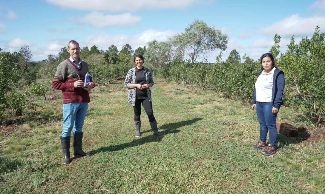 Imagen de En Concepci&oacute;n, peque&ntilde;os productores apuestan a la yerba asociada a la naturaleza
