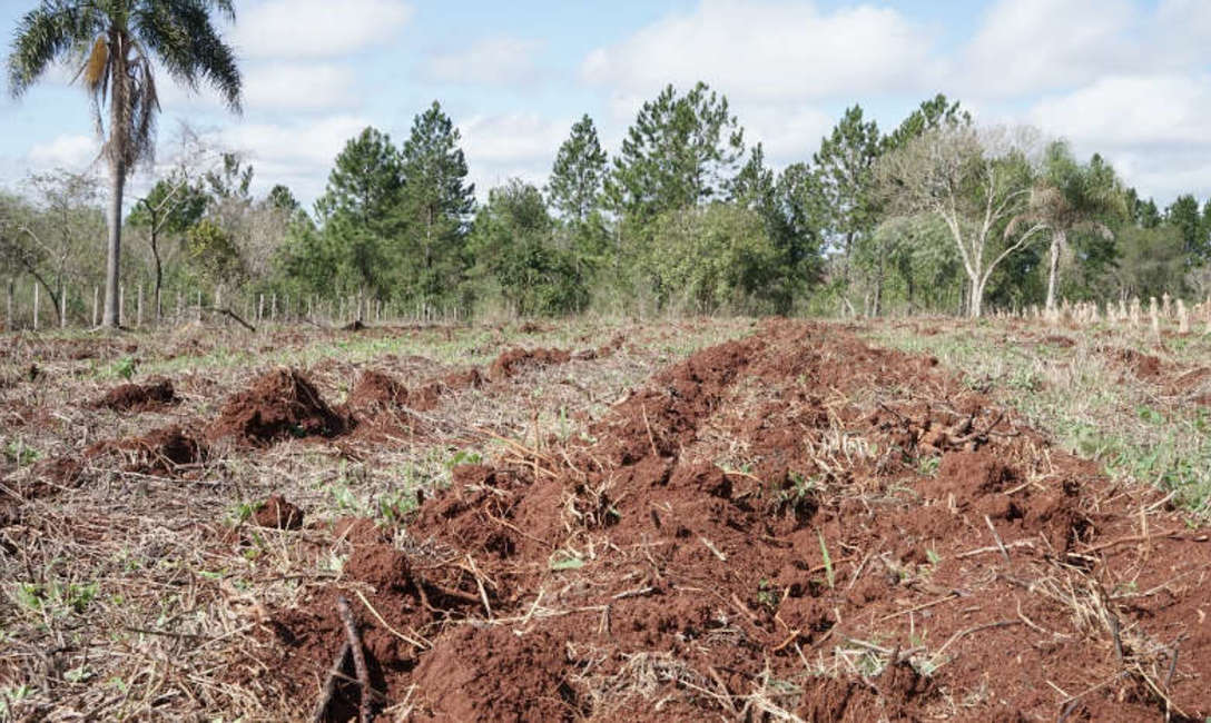 Imagen de En Concepci&oacute;n, peque&ntilde;os productores apuestan a la yerba asociada a la naturaleza