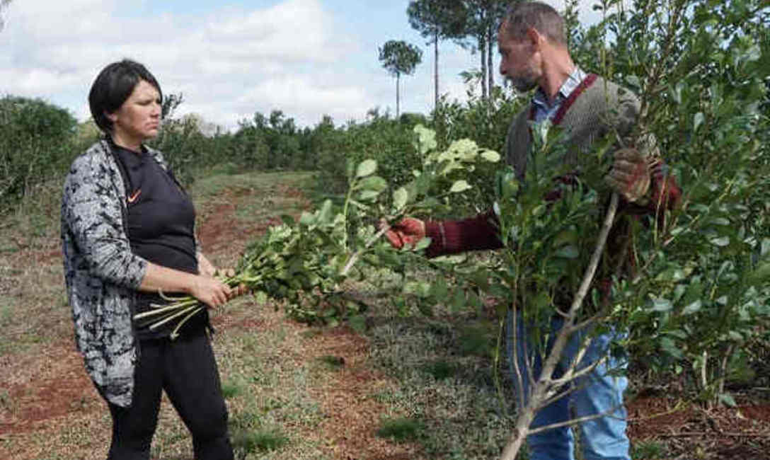 Imagen de En Concepci&oacute;n, peque&ntilde;os productores apuestan a la yerba asociada a la naturaleza