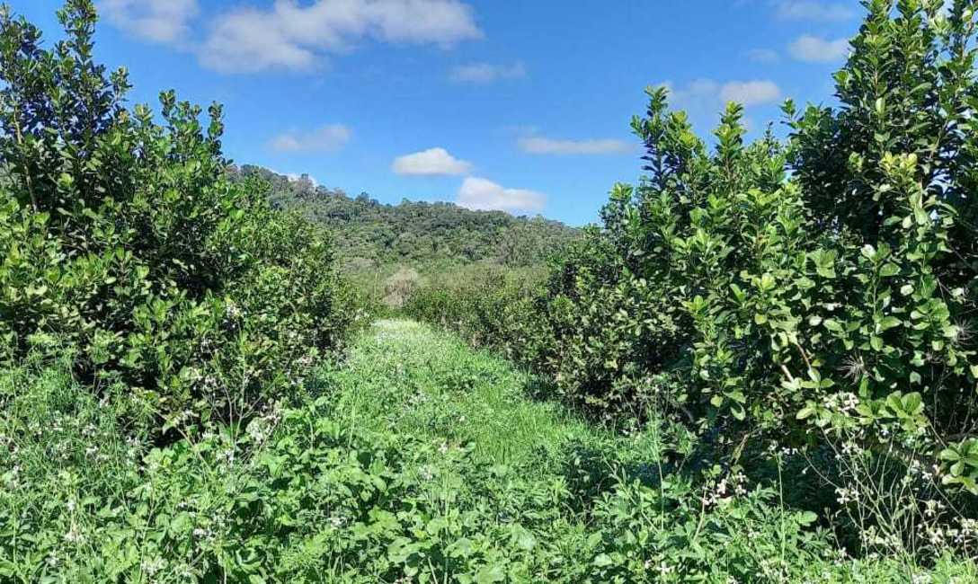 Imagen de Clausi, el ejemplo para los vecinos en cubiertas verdes