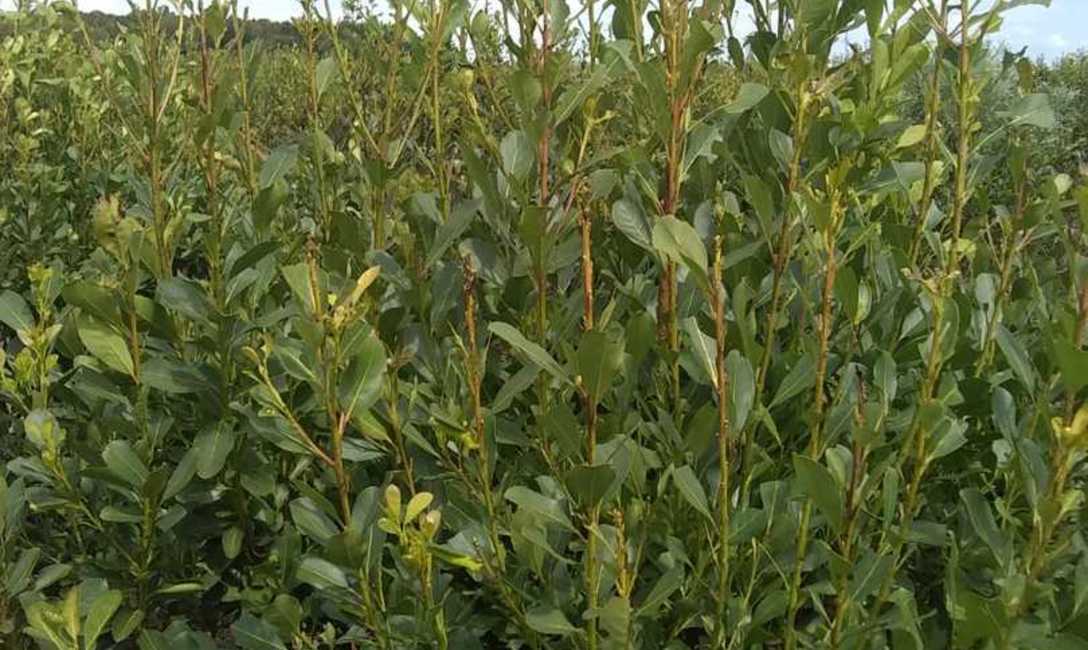 Imagen de Fertilizante org&aacute;nico y casero para multiplicar hojas de yerba mate