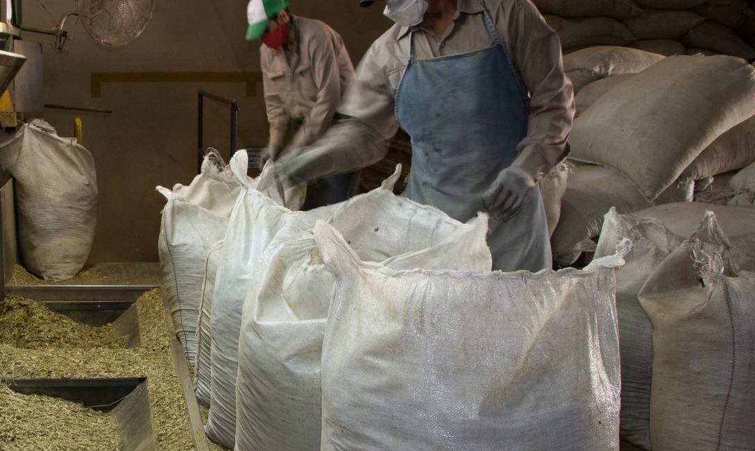 Imagen de El INYM supervisa la eliminaci&oacute;n del exceso de palos en establecimientos yerbateros