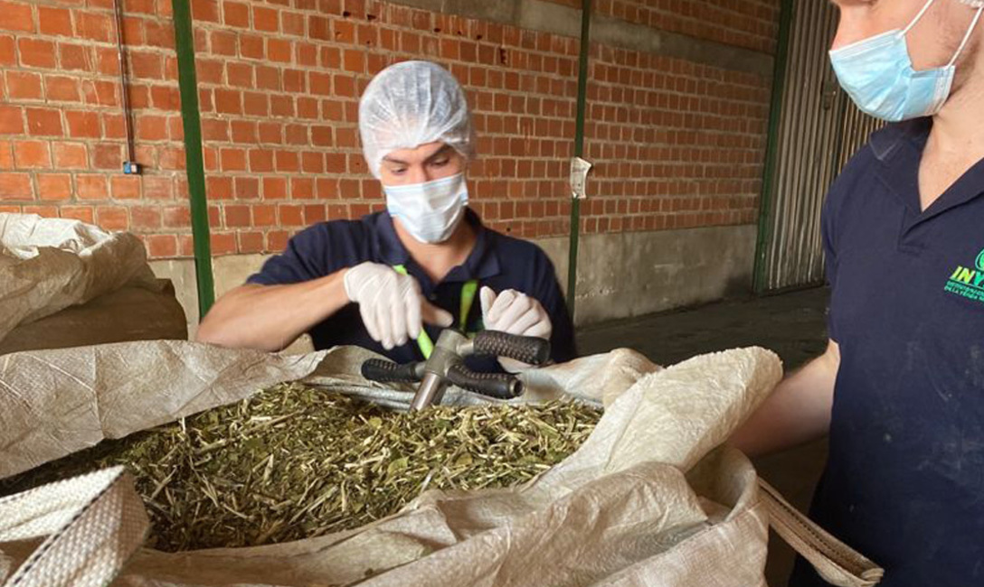Imagen de La calidad de la yerba mate, una prioridad en los controles que realiza el INYM