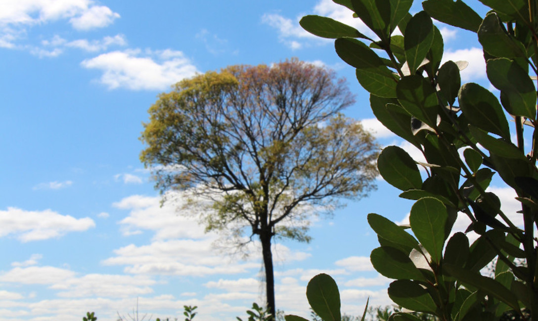 Imagen de Revista Bien Nuestro N&ordm;39