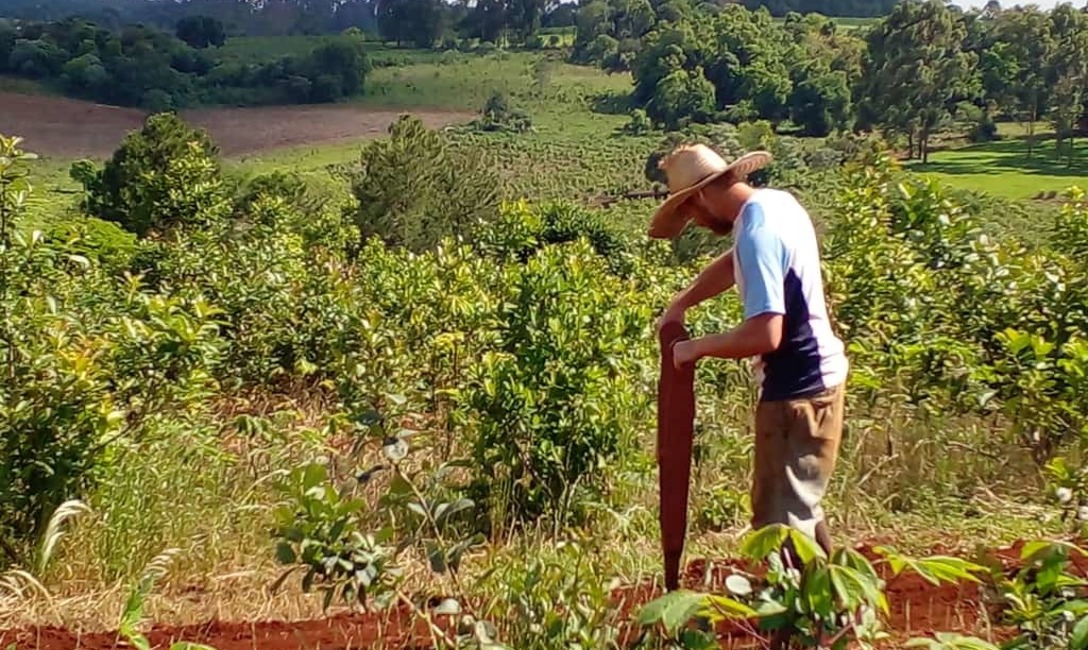 Imagen de Los Hort, en San Vicente, crearon semilleros de cubiertas verdes para yerbales, con apoyo del INYM