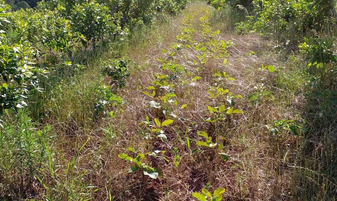 Imagen de Los Hort, en San Vicente, crearon semilleros de cubiertas verdes para yerbales, con apoyo del INYM