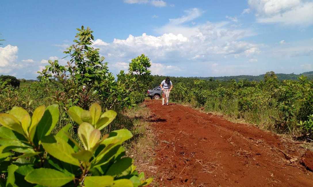 Imagen de Los Hort, en San Vicente, crearon semilleros de cubiertas verdes para yerbales, con apoyo del INYM