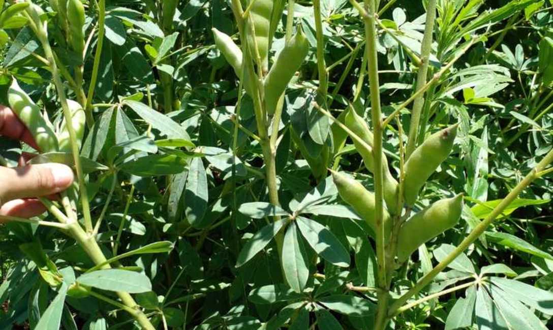 Imagen de Los Hort, en San Vicente, crearon semilleros de cubiertas verdes para yerbales, con apoyo del INYM