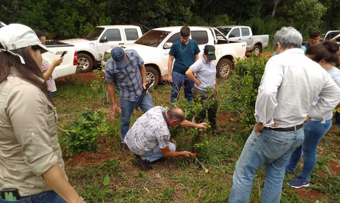 Imagen de Jornada sobre plagas en yerbales en San Pedro