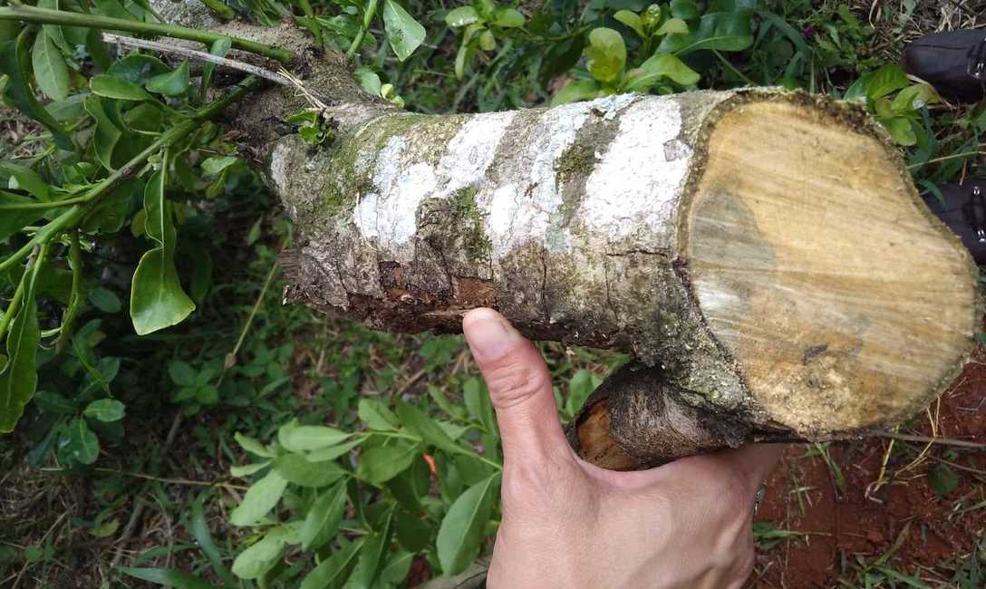 Imagen de Jornada sobre plagas en yerbales en San Pedro