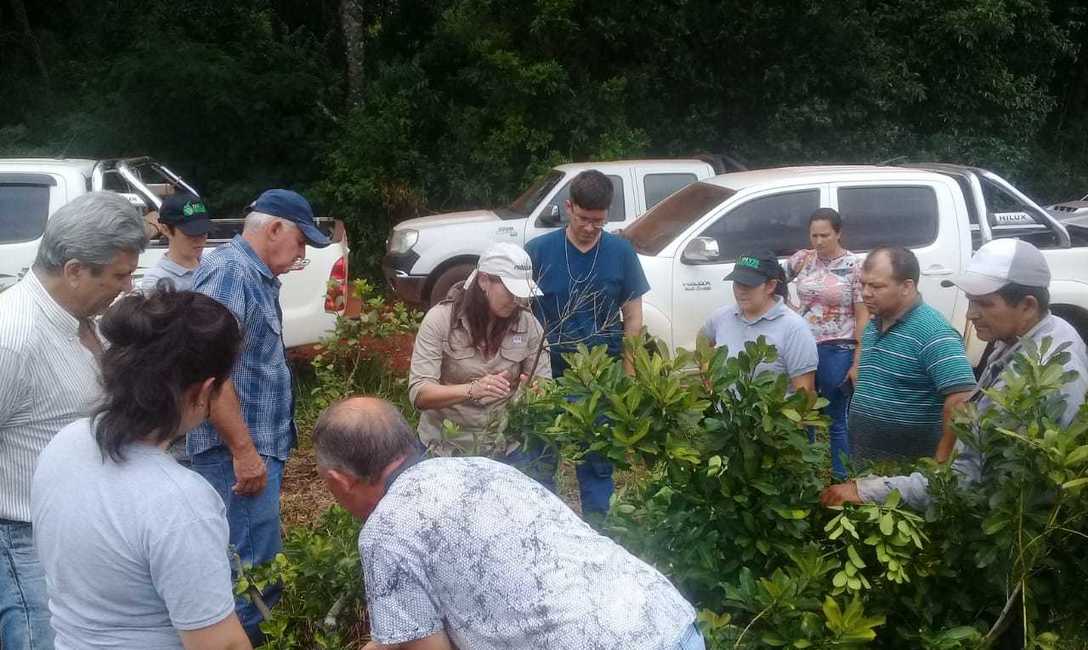 Imagen de Jornada sobre plagas en yerbales en San Pedro