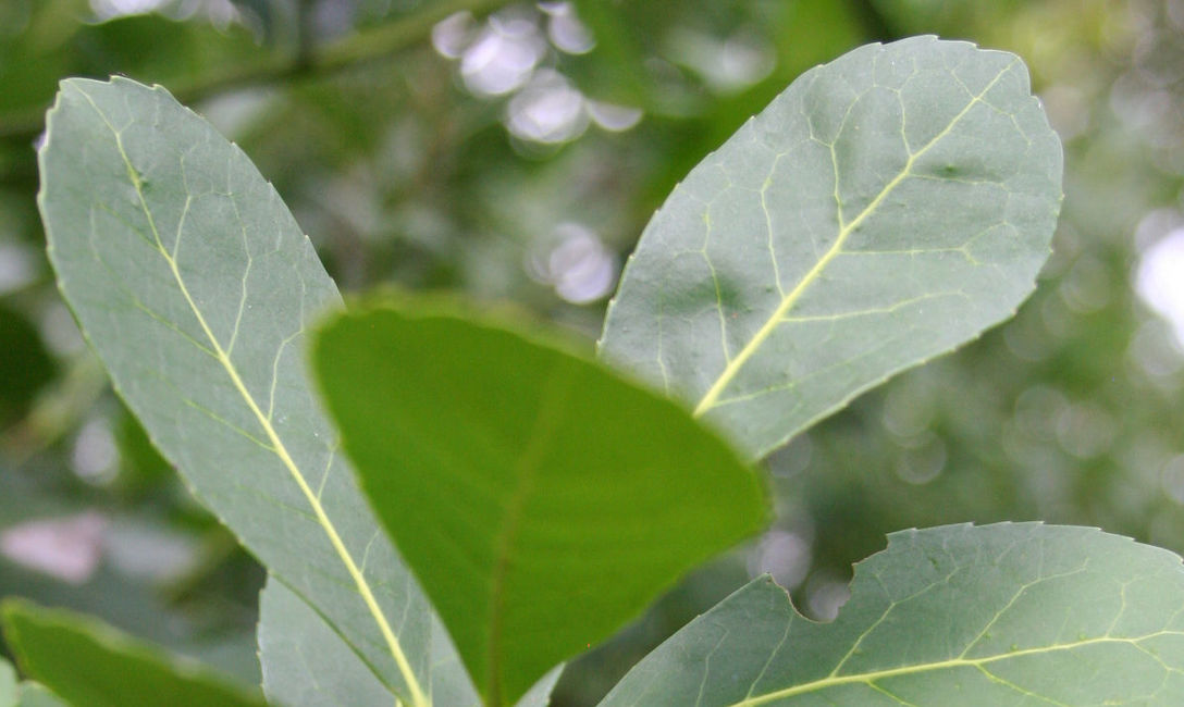 Imagen de El INYM adhiere al asueto administrativo del 29 de noviembre Imagen de El INYM adhiere al asueto administrativo del 29 de noviembre