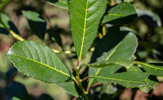 Imagen de El Presidente de la Legislatura Misionera manifestó su apoyo al presidente del INYM y coincidencia total con el juez Casals