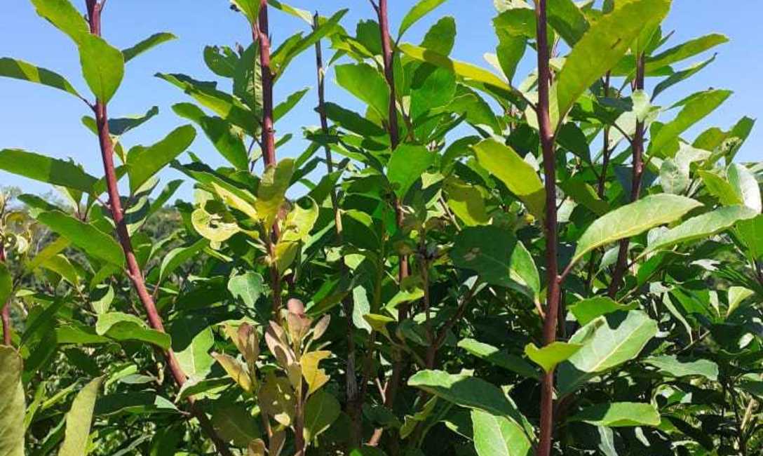 Imagen de Se aconseja monitorear yerbales para evitar proliferaci&oacute;n de plagas