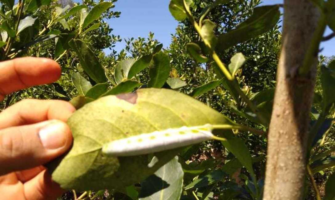 Marandov&aacute;, unas de las plagas que afectan las plantaciones de yerba mate. Foto: P. Herrera.