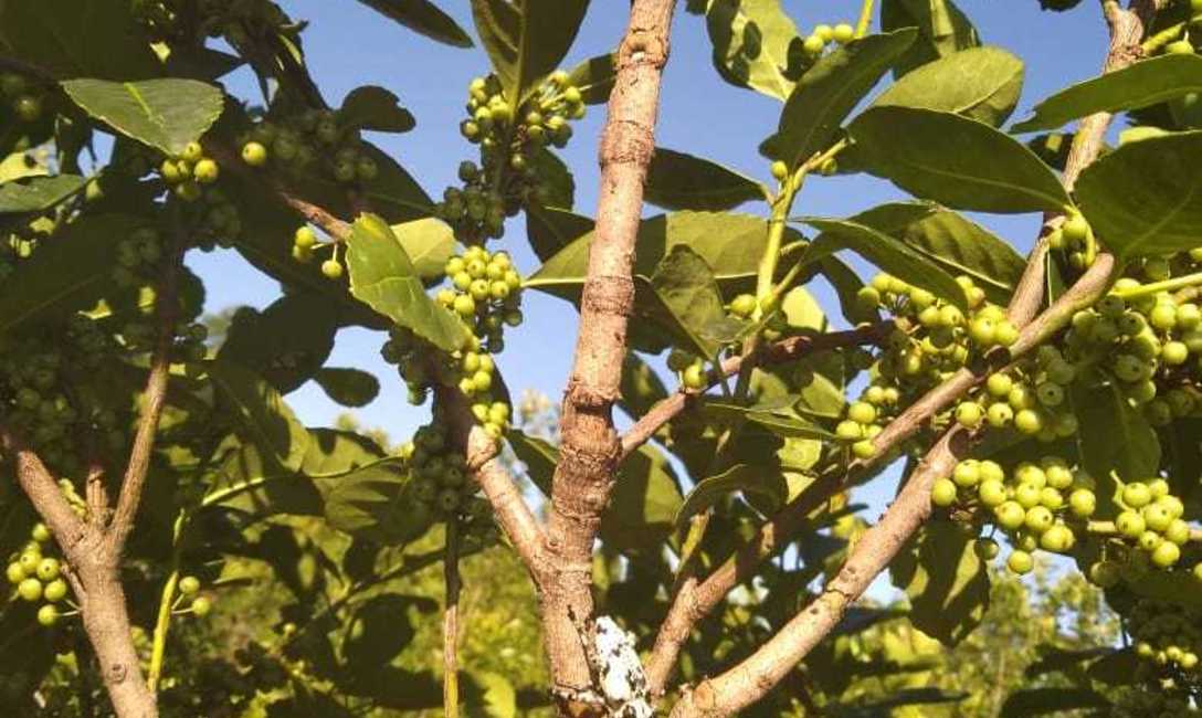 Taladro, f&aacute;cil de identificar en los yerbales. Foto: P. Herrera.