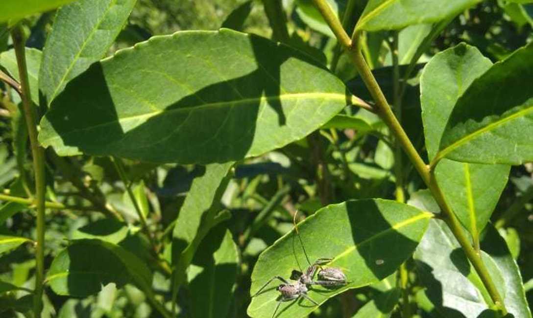 Predador natural, la mejor forma de cuidar el yerba ya que evita el uso de insecticidas. foto: P. Herrera.