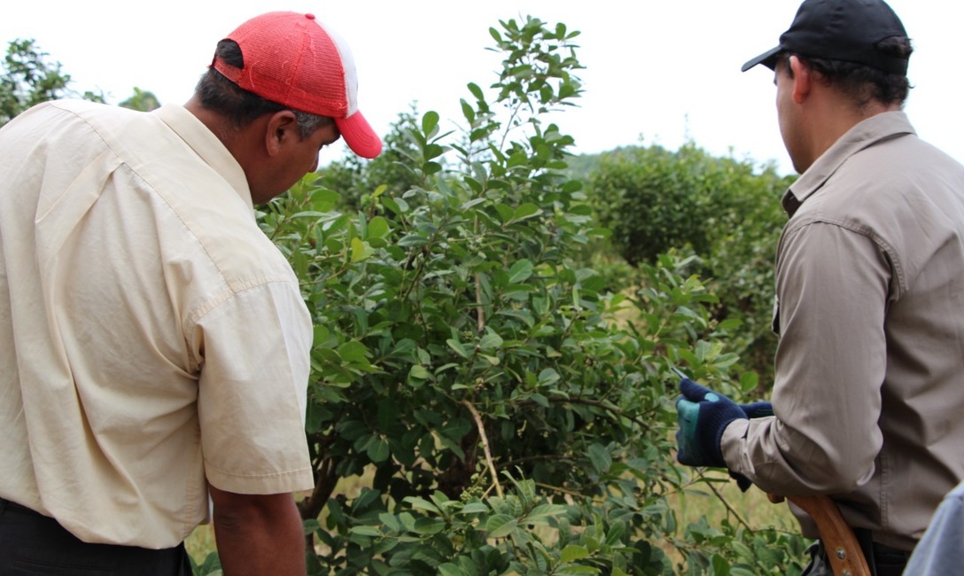 Imagen de Un total de 30 tareferos compartieron clases y pr&aacute;cticas sobre cosecha y legislaci&oacute;n