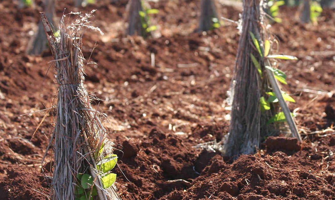 Imagen de Se encuentra vigente la Resolución 170/2021 que determina un ordenamiento equitativo de las nuevas plantaciones Imagen de Se encuentra vigente la Resolución 170/2021 que determina un ordenamiento equitativo de las nuevas plantaciones