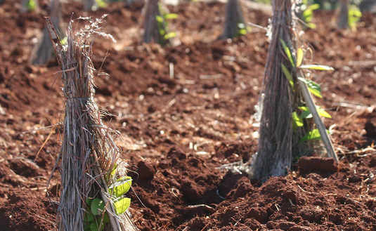 Imagen de Se encuentra vigente la Resolución 170/2021 que determina un ordenamiento equitativo de las nuevas plantaciones