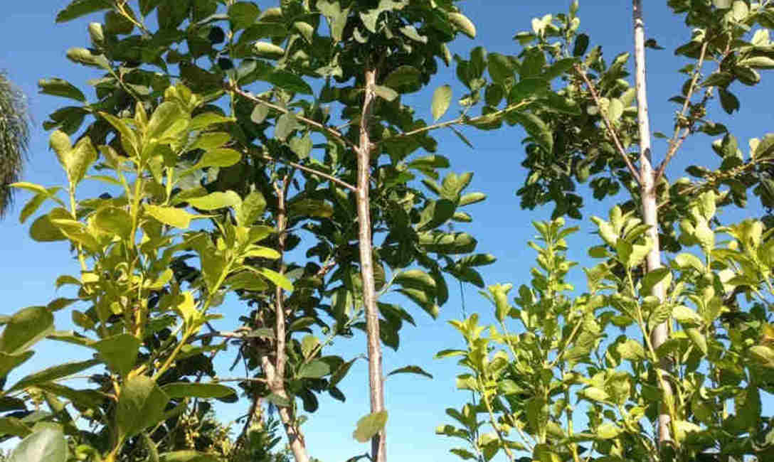 Brotes que resultaron de la pr&aacute;ctica de poda conocida como mborev&iacute;.