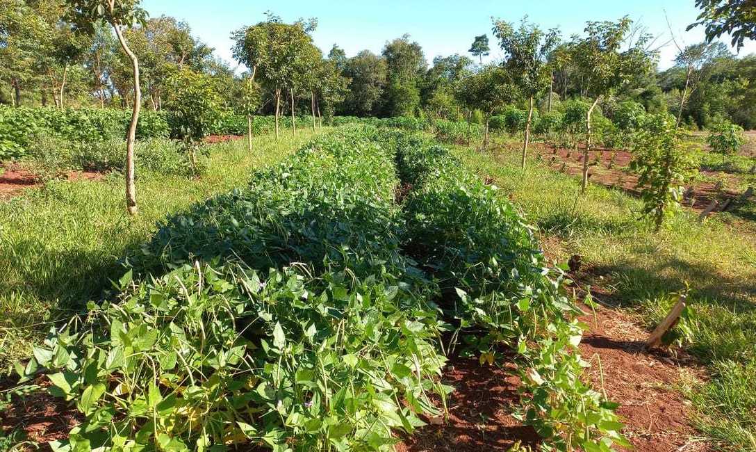Semillero de poroto sable realizado el a&ntilde;o pasado, para cubierta de yerbales, asociado a la implantaci&oacute;n de &aacute;rboles nativos.