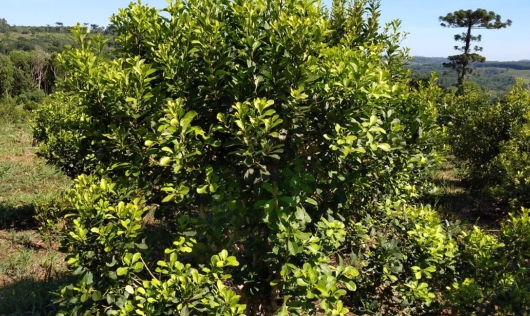 Imagen de El INYM realiza relevamiento por sequ&iacute;a y contin&uacute;a impulsando pr&aacute;cticas que ayudan a mitigar sus efectos