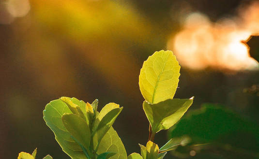 Imagen de Se cumplen 20 años de la sanción de la Ley de creación del INYM