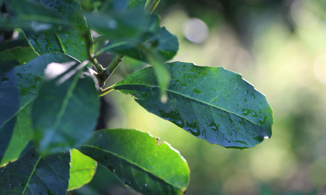 Imagen de En marzo, jornada científica sobre producción de yerba mate Imagen de En marzo, jornada científica sobre producción de yerba mate