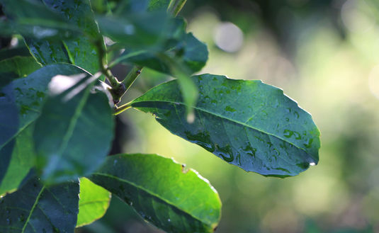 Imagen de En marzo, jornada científica sobre producción de yerba mate