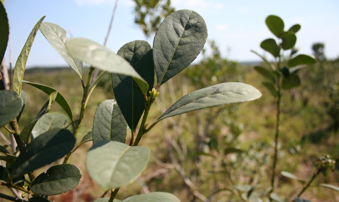 Imagen de Tenemos el desaf&iacute;o de seguir produciendo con menor disponibilidad h&iacute;drica