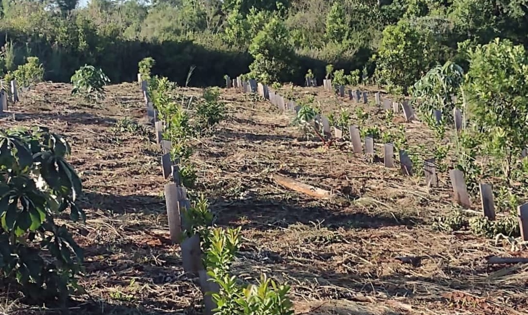Imagen de Rastrojo, la t&eacute;cnica de Rub&eacute;n Dzubuk para cuidar la yerba