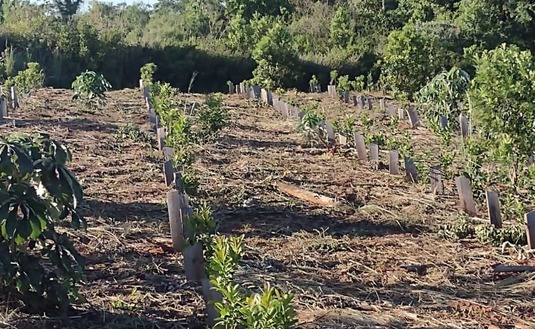 Imagen de Rastrojo, la t&eacute;cnica de Rub&eacute;n Dzubuk para cuidar la yerba