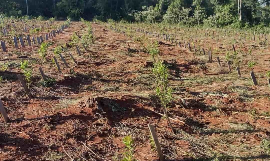 Imagen de Rastrojo, la t&eacute;cnica de Rub&eacute;n Dzubuk para cuidar la yerba