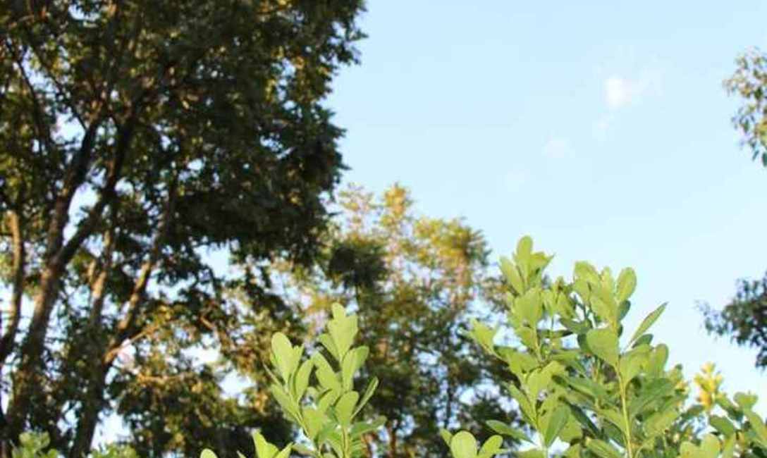 Imagen de Yerba mate y &aacute;rboles nativos: con buena productividad, calidad y mayor sanidad