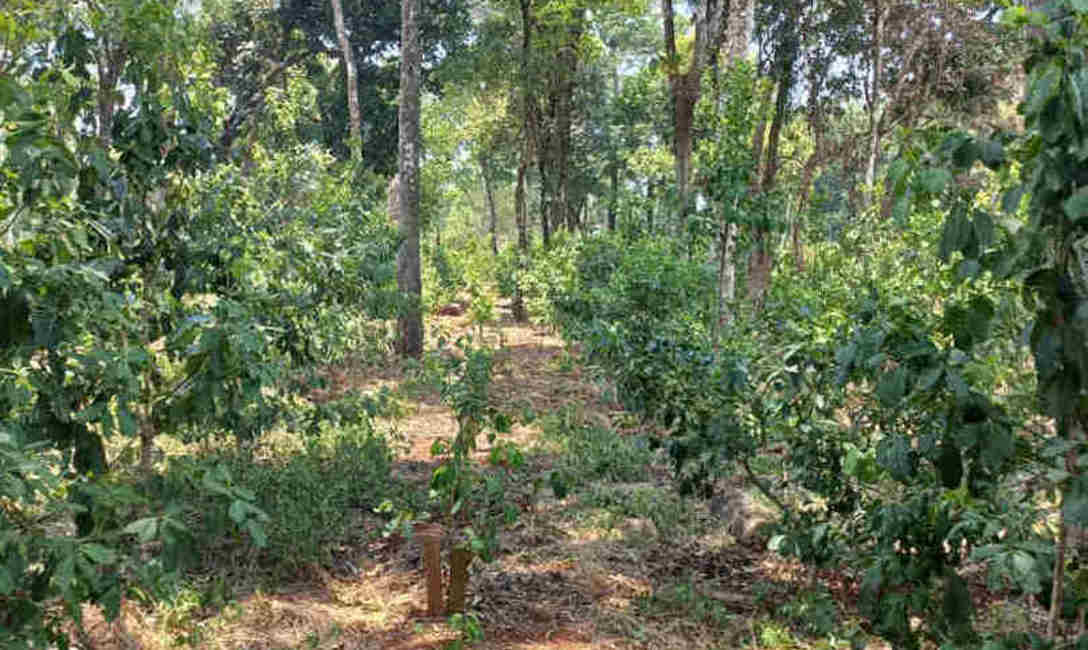 Imagen de Yerba mate y &aacute;rboles nativos: con buena productividad, calidad y mayor sanidad