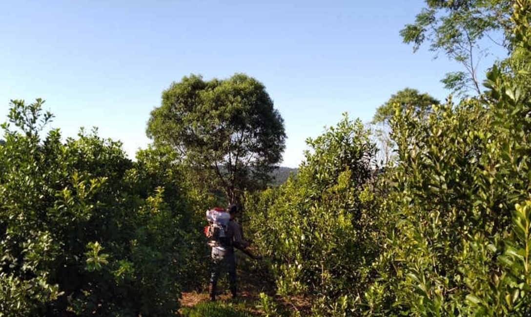 Imagen de Yerba mate y &aacute;rboles nativos: con buena productividad, calidad y mayor sanidad