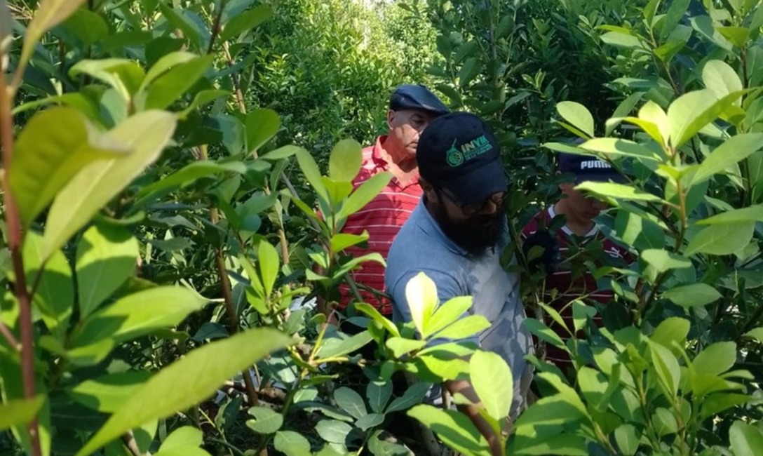 Imagen de Jornada de cosecha de rama madura con productores de Fracr&aacute;n