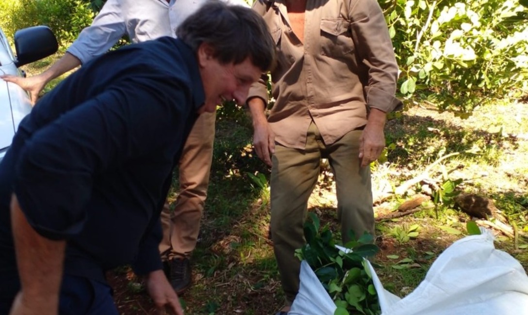 Imagen de Jornada de cosecha de rama madura con productores de Fracr&aacute;n