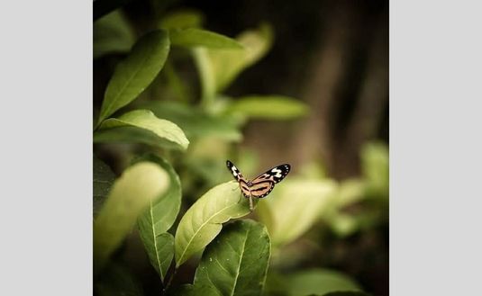 Imagen de El INYM estará presente en el VIII Congreso Argentino de Derecho Ambiental
