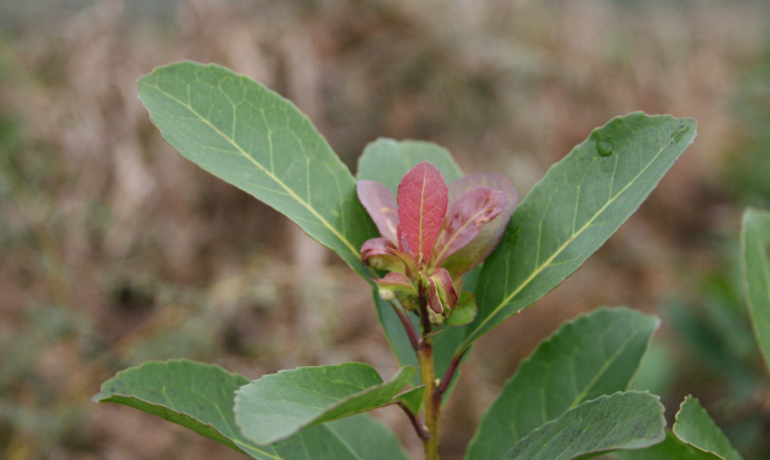 Imagen de La Secretar&iacute;a de Agricultura fij&oacute; los nuevos valores m&iacute;nimos para la hoja verde y la yerba canchada