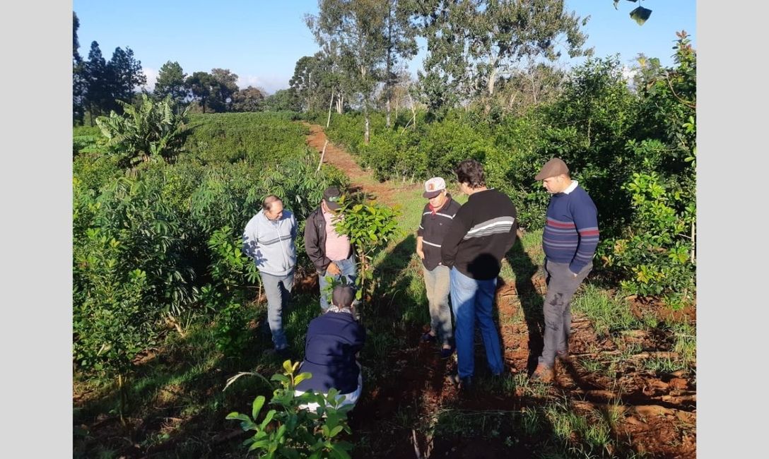 Imagen de Jornada de aprendizaje para optimizar yerbales en Dos de Mayo